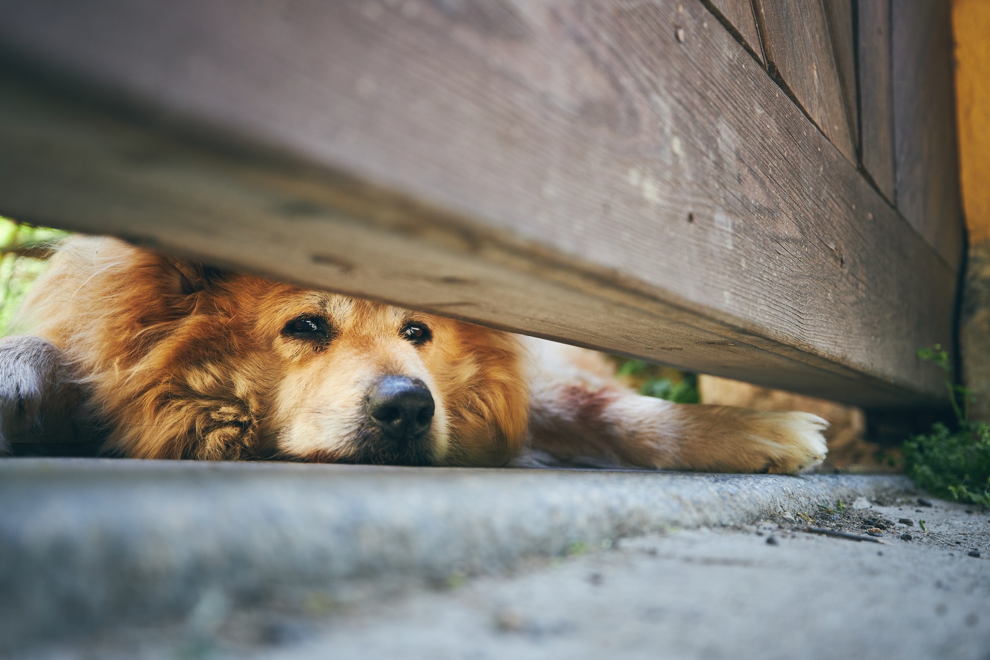 Guard dog looking under gate