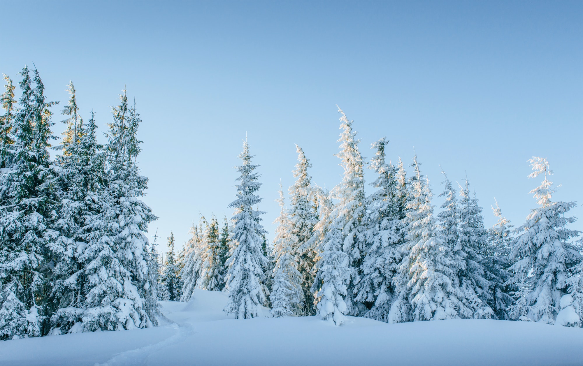 Mysterious winter landscape majestic mountains in winter. Magical winter snow covered tree. Winter